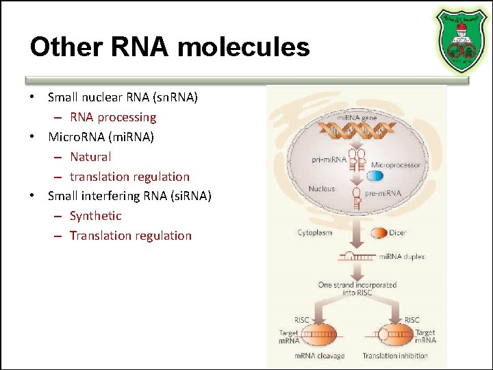 Other RNA molecules • Small nuclear RNA (sn. RNA) – RNA processing • Micro.