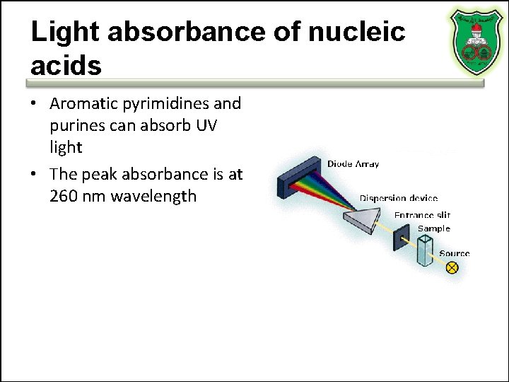 Light absorbance of nucleic acids • Aromatic pyrimidines and purines can absorb UV light