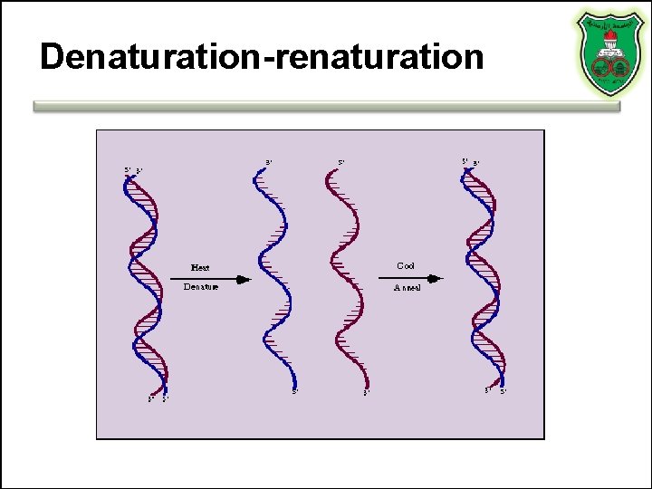 Denaturation-renaturation 