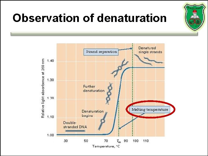 Observation of denaturation 