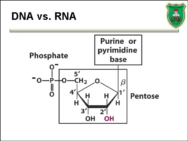 DNA vs. RNA 