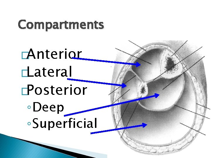 Compartments �Anterior �Lateral �Posterior ◦ Deep ◦ Superficial 