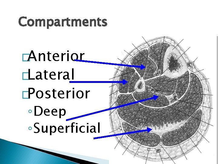 Compartments �Anterior �Lateral �Posterior ◦ Deep ◦ Superficial TA EDL EHL Peroneu s TP