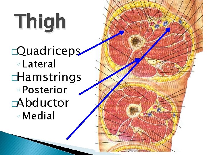 Thigh �Quadriceps ◦ Lateral �Hamstrings ◦ Posterior �Abductor ◦ Medial 