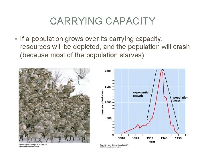 CARRYING CAPACITY • If a population grows over its carrying capacity, resources will be