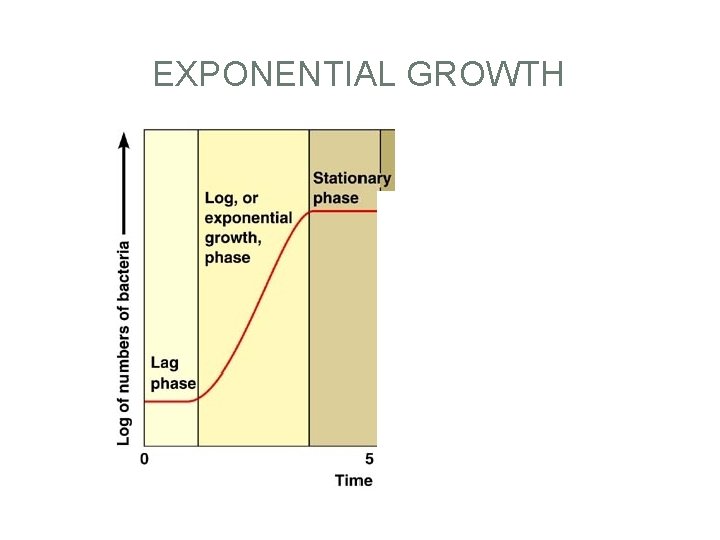 EXPONENTIAL GROWTH 