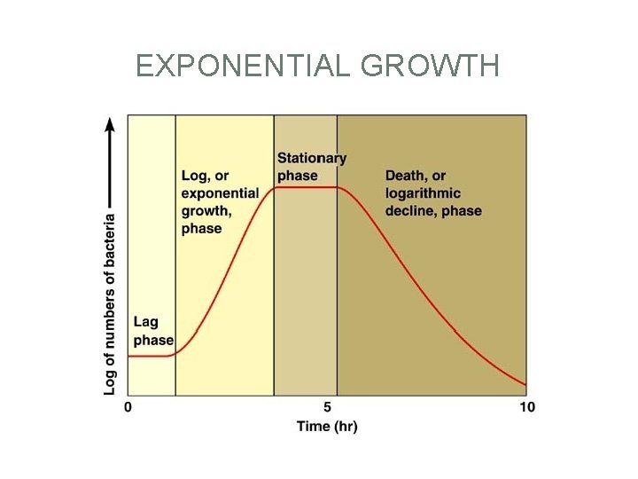 EXPONENTIAL GROWTH 