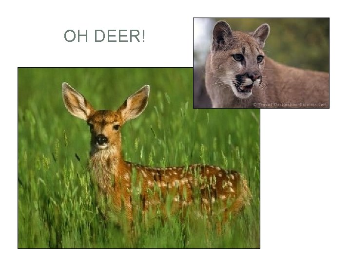 OH DEER! 