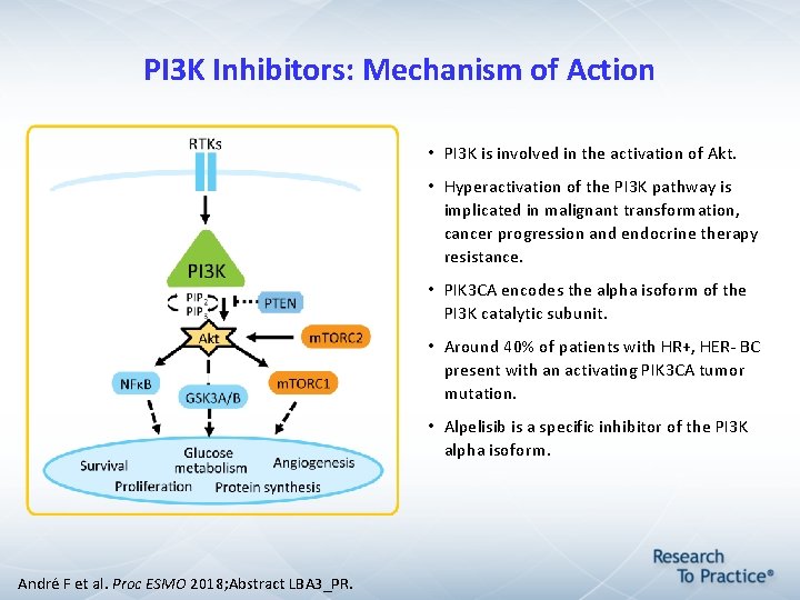 PI 3 K Inhibitors: Mechanism of Action • PI 3 K is involved in PI 3 K Inhibitors: Mechanism of Action • PI 3 K is involved in