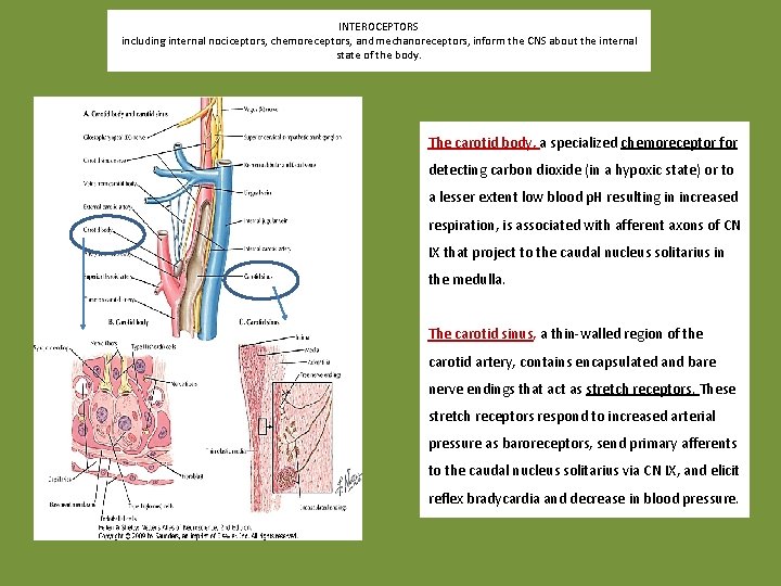 INTEROCEPTORS including internal nociceptors, chemoreceptors, and mechanoreceptors, inform the CNS about the internal state