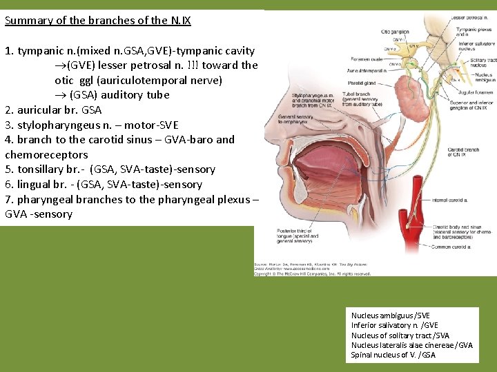 Summary of the branches of the N. IX 1. tympanic n. (mixed n. GSA,