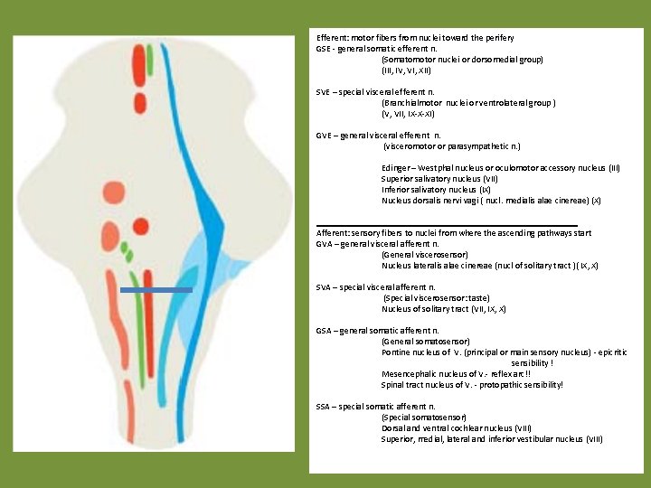 Efferent: motor fibers from nuclei toward the perifery GSE - general somatic efferent n.