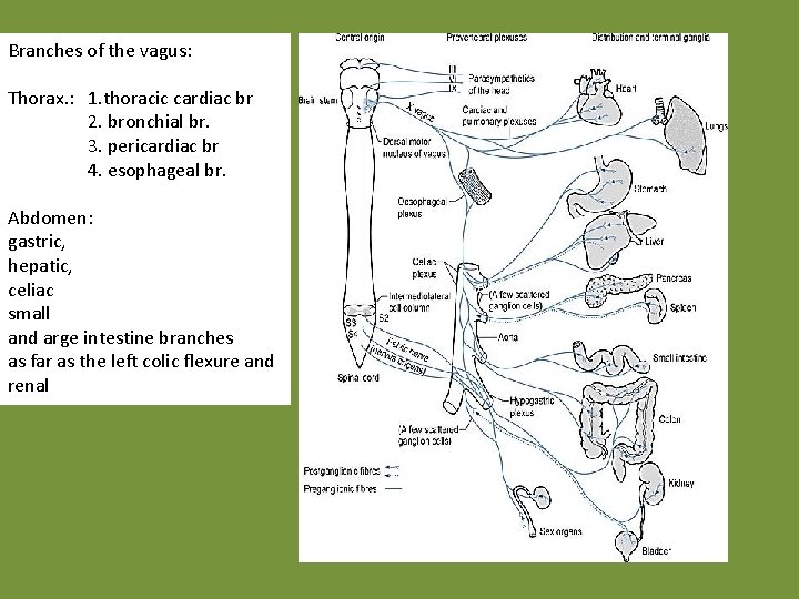 Branches of the vagus: Thorax. : 1. thoracic cardiac br 2. bronchial br. 3.