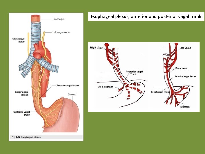 Esophageal plexus, anterior and posterior vagal trunk 