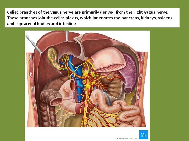 Celiac branches of the vagus nerve are primarily derived from the right vagus nerve.