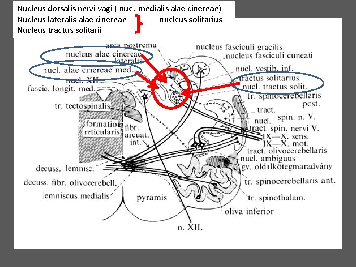 Nucleus dorsalis nervi vagi ( nucl. medialis alae cinereae) Nucleus lateralis alae cinereae nucleus