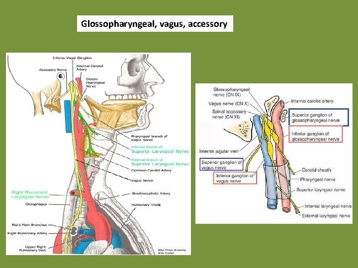 Glossopharyngeal, vagus, accessory 