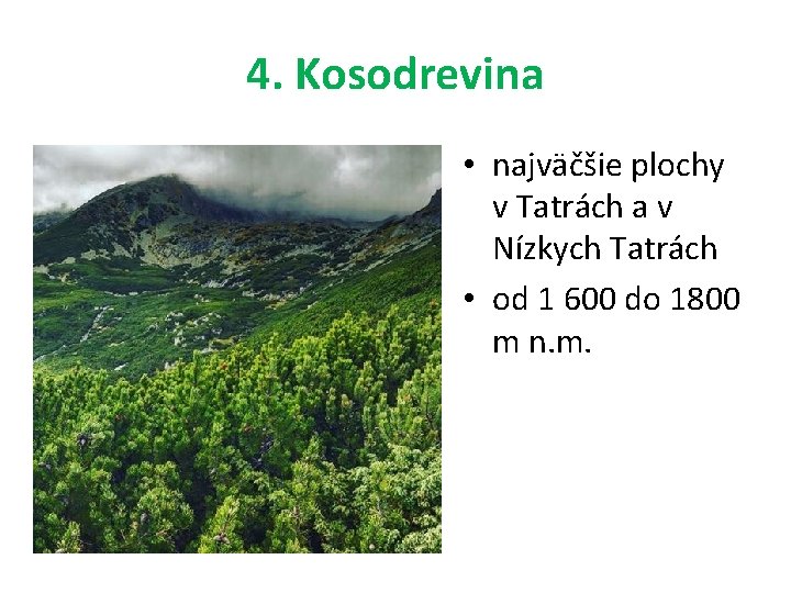 4. Kosodrevina • najväčšie plochy v Tatrách a v Nízkych Tatrách • od 1