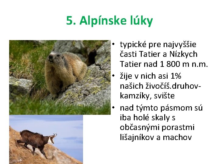 5. Alpínske lúky • typické pre najvyššie časti Tatier a Nízkych Tatier nad 1