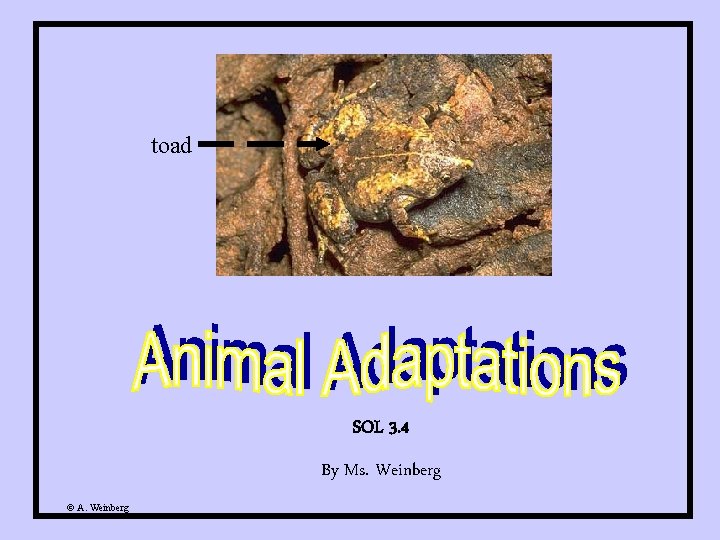 toad SOL 3. 4 By Ms. Weinberg © A. Weinberg 