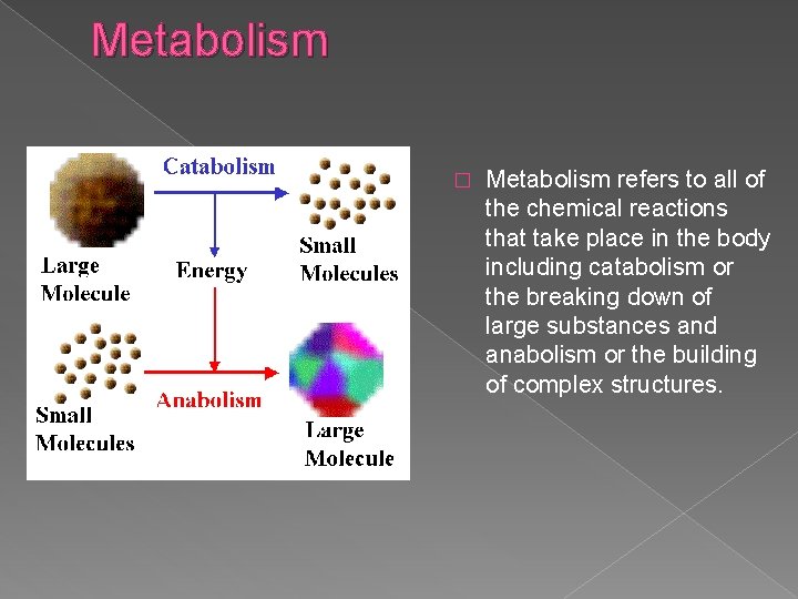 Metabolism � Metabolism refers to all of the chemical reactions that take place in