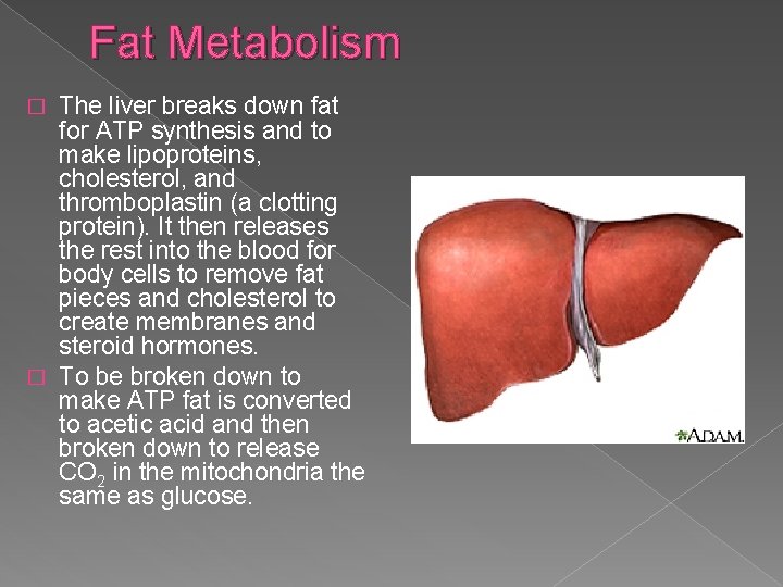 Fat Metabolism The liver breaks down fat for ATP synthesis and to make lipoproteins,