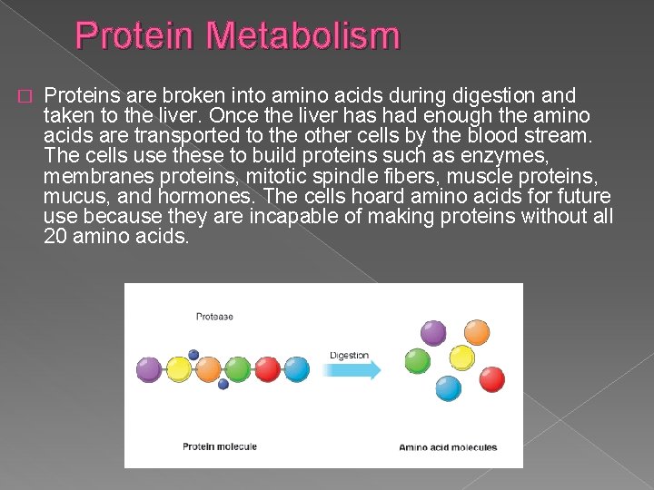Protein Metabolism � Proteins are broken into amino acids during digestion and taken to
