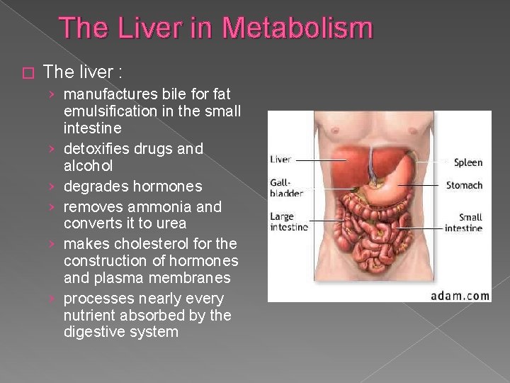 The Liver in Metabolism � The liver : › manufactures bile for fat emulsification