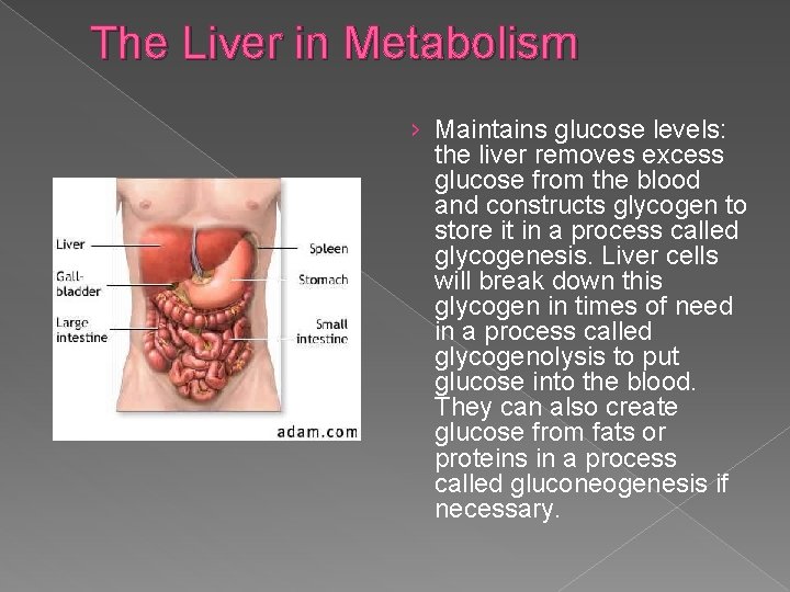 The Liver in Metabolism › Maintains glucose levels: the liver removes excess glucose from