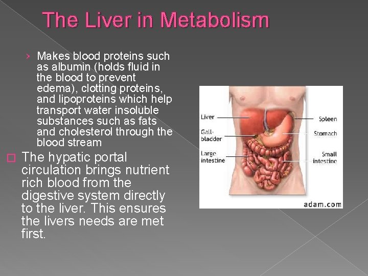 The Liver in Metabolism › Makes blood proteins such as albumin (holds fluid in