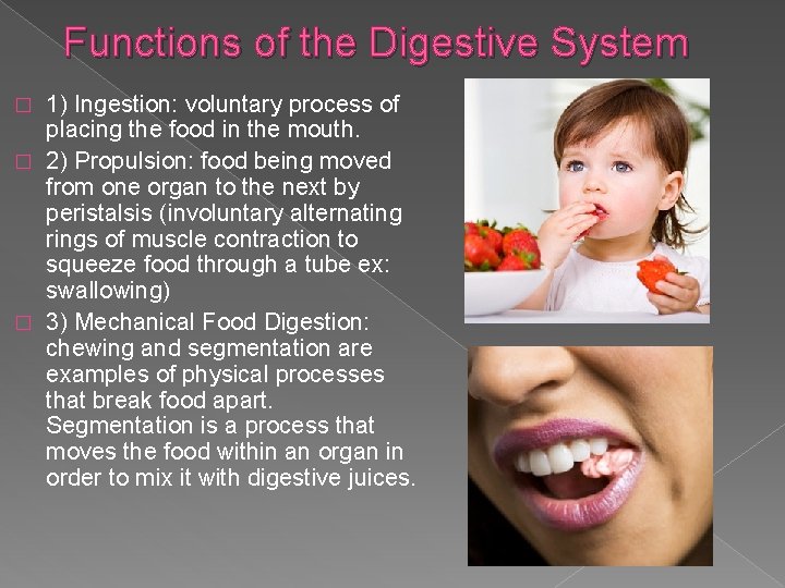 Functions of the Digestive System 1) Ingestion: voluntary process of placing the food in