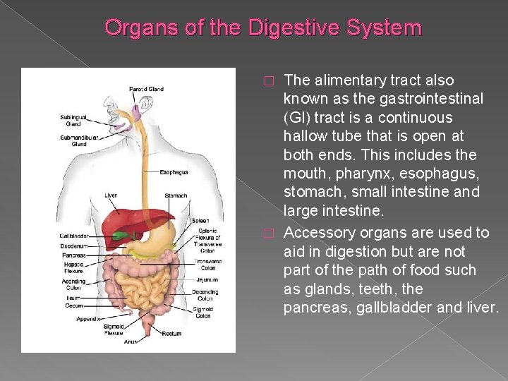 Organs of the Digestive System The alimentary tract also known as the gastrointestinal (GI)