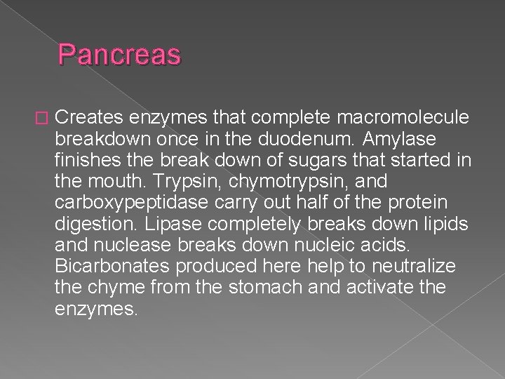 Pancreas � Creates enzymes that complete macromolecule breakdown once in the duodenum. Amylase finishes