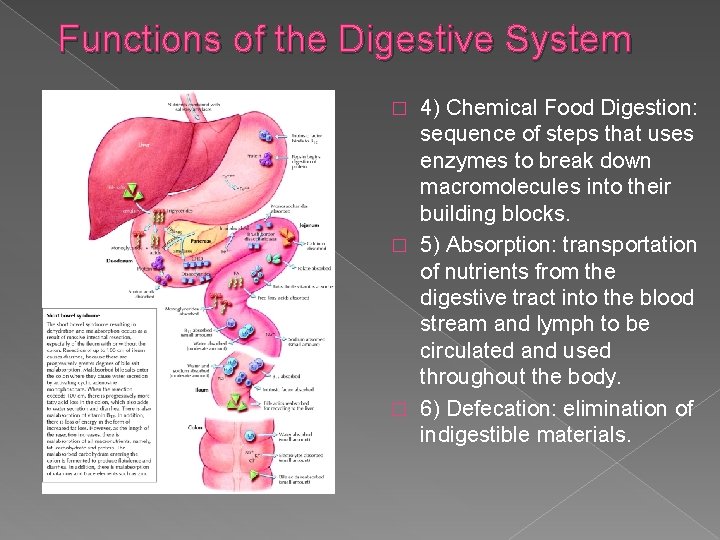Functions of the Digestive System 4) Chemical Food Digestion: sequence of steps that uses