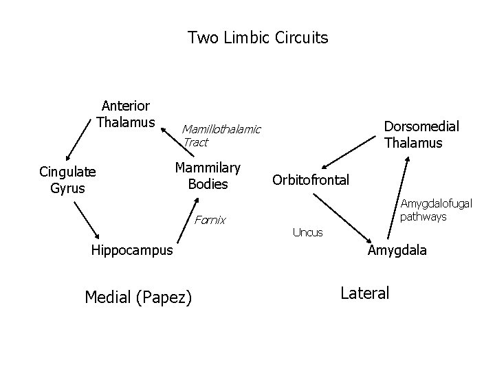 Two Limbic Circuits Anterior Thalamus Cingulate Gyrus Dorsomedial Thalamus Mamillothalamic Tract Mammilary Bodies Fornix