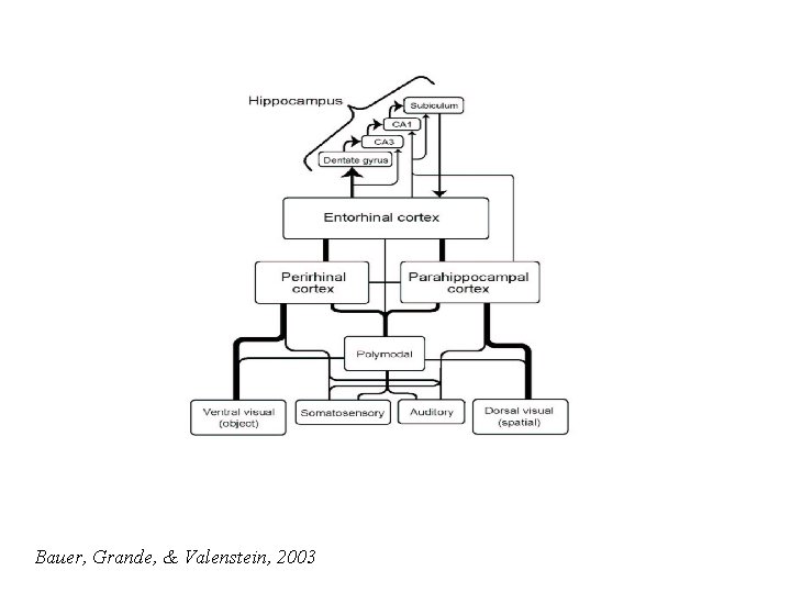 Bauer, Grande, & Valenstein, 2003 