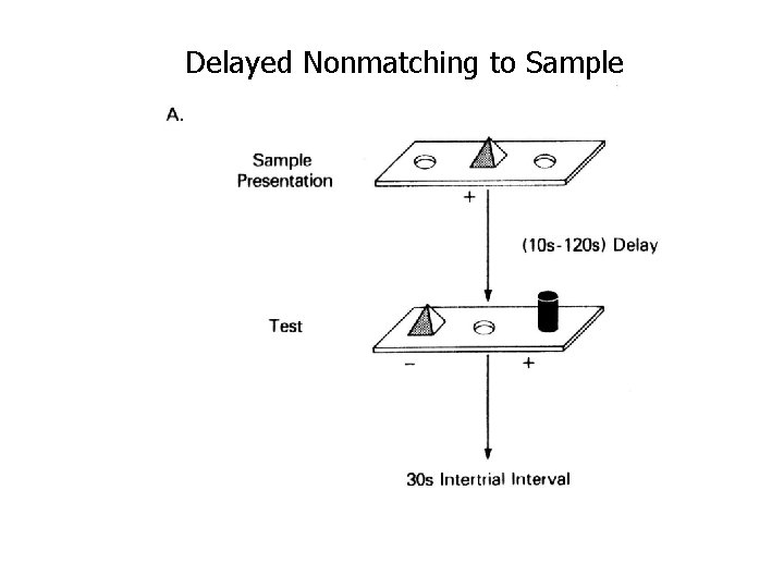 Delayed Nonmatching to Sample 