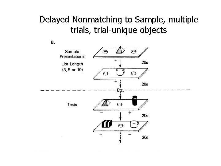 Delayed Nonmatching to Sample, multiple trials, trial-unique objects 