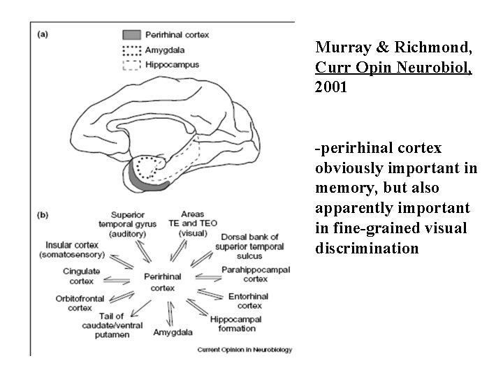 Murray & Richmond, Curr Opin Neurobiol, 2001 -perirhinal cortex obviously important in memory, but