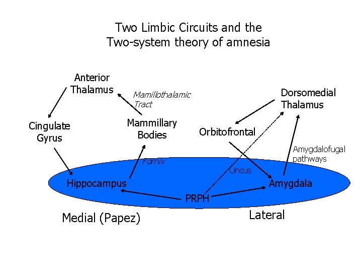 Two Limbic Circuits and the Two-system theory of amnesia Anterior Thalamus Cingulate Gyrus Dorsomedial