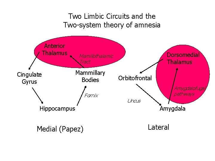 Two Limbic Circuits and the Two-system theory of amnesia Anterior Thalamus Cingulate Gyrus Dorsomedial