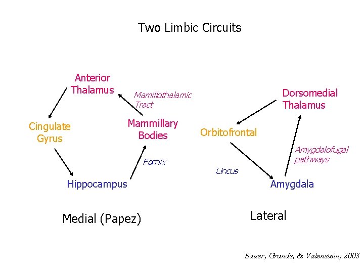 Two Limbic Circuits Anterior Thalamus Cingulate Gyrus Dorsomedial Thalamus Mamillothalamic Tract Mammillary Bodies Fornix