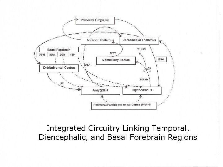 Integrated Circuitry Linking Temporal, Diencephalic, and Basal Forebrain Regions 