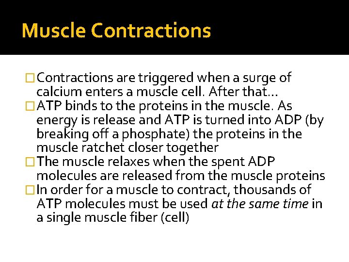 Muscle Contractions �Contractions are triggered when a surge of calcium enters a muscle cell. Muscle Contractions �Contractions are triggered when a surge of calcium enters a muscle cell.