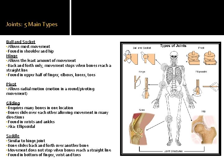 Joints: 5 Main Types Ball and Socket • Allows most movement • Found in Joints: 5 Main Types Ball and Socket • Allows most movement • Found in