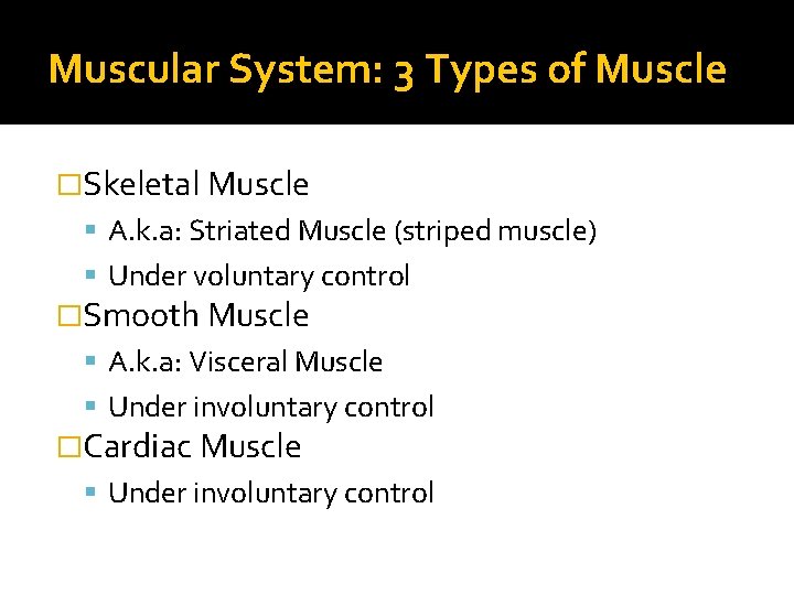 Muscular System: 3 Types of Muscle �Skeletal Muscle A. k. a: Striated Muscle (striped Muscular System: 3 Types of Muscle �Skeletal Muscle A. k. a: Striated Muscle (striped