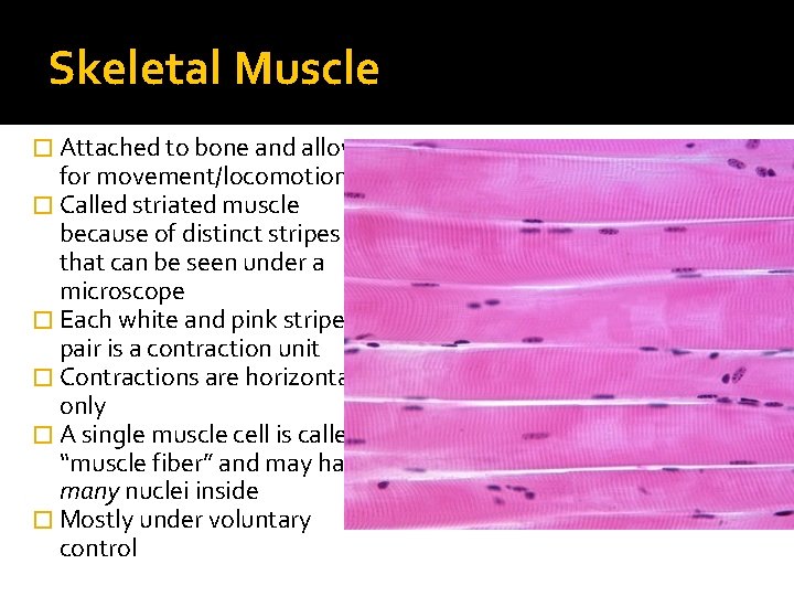 Skeletal Muscle � Attached to bone and allows for movement/locomotion � Called striated muscle Skeletal Muscle � Attached to bone and allows for movement/locomotion � Called striated muscle