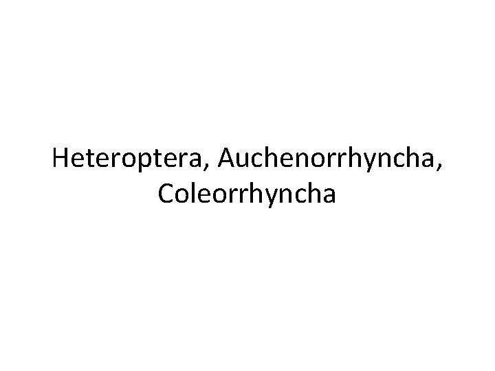 Heteroptera, Auchenorrhyncha, Coleorrhyncha 