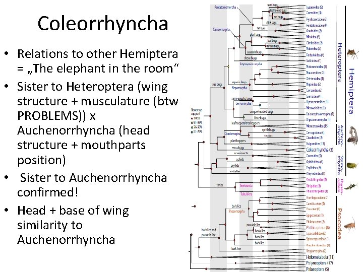 Coleorrhyncha • Relations to other Hemiptera = „The elephant in the room“ • Sister