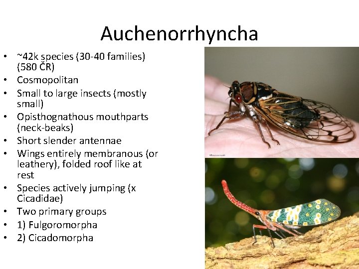 Auchenorrhyncha • ~42 k species (30 -40 families) (580 ČR) • Cosmopolitan • Small